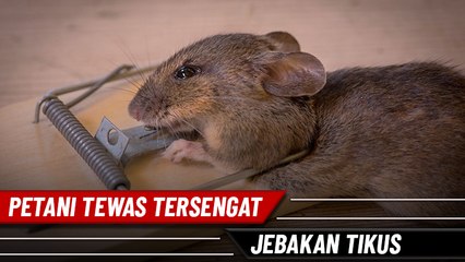 Petani Tewas Tersengat Jebakan Tikus