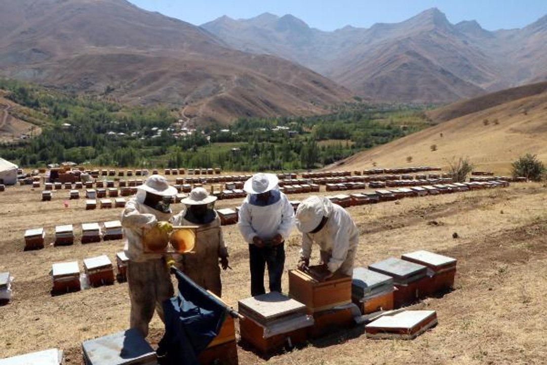 VAN'DA BAL HASADI BAŞLADI