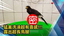 猛禽洗澡超有喜感!!! 露出超長鳥腿