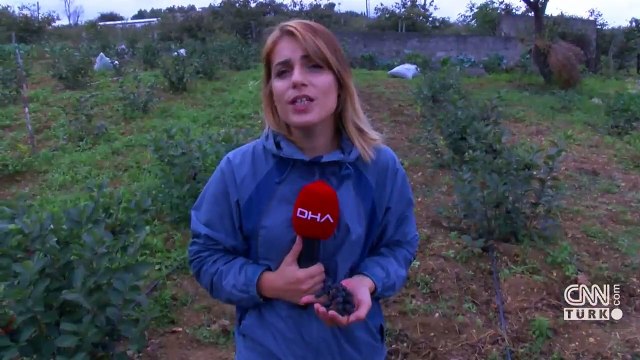 Karadeniz'de üretimi artan 'aronya' meyvesi yok satıyor