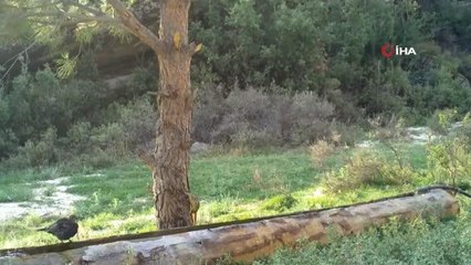 Aydın DKMP, yaban hayvanlarını unutmadı