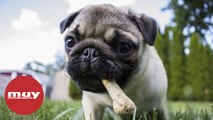 5 alimentos que nunca debes darle a tu perro