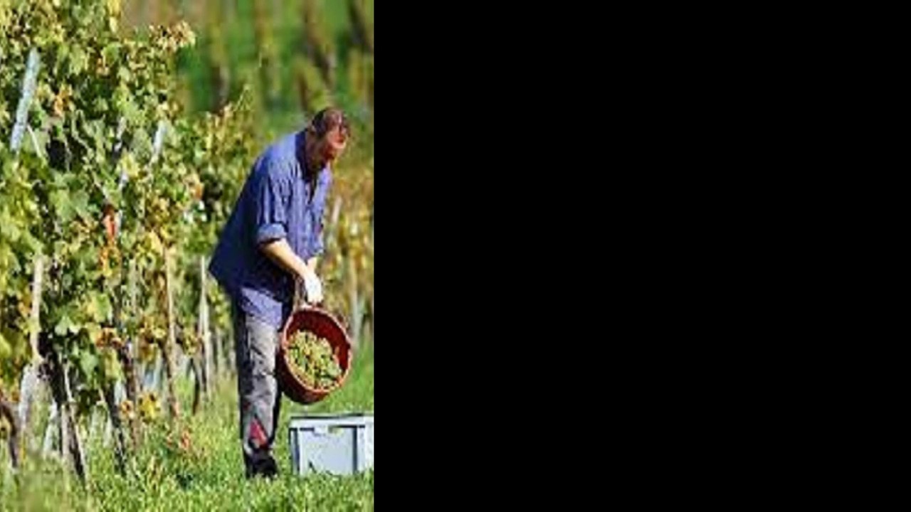 le viticuleur cabotin