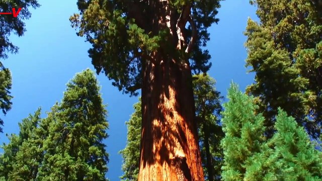 World’s Largest Tree Wrapped in Flame Resistant Material as California Wildfires Draw Near