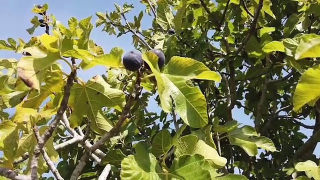 Scienza & Salute: tutte le bontà del fico