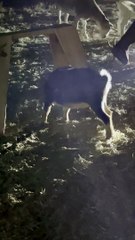 Goat Just Wants to Be Big