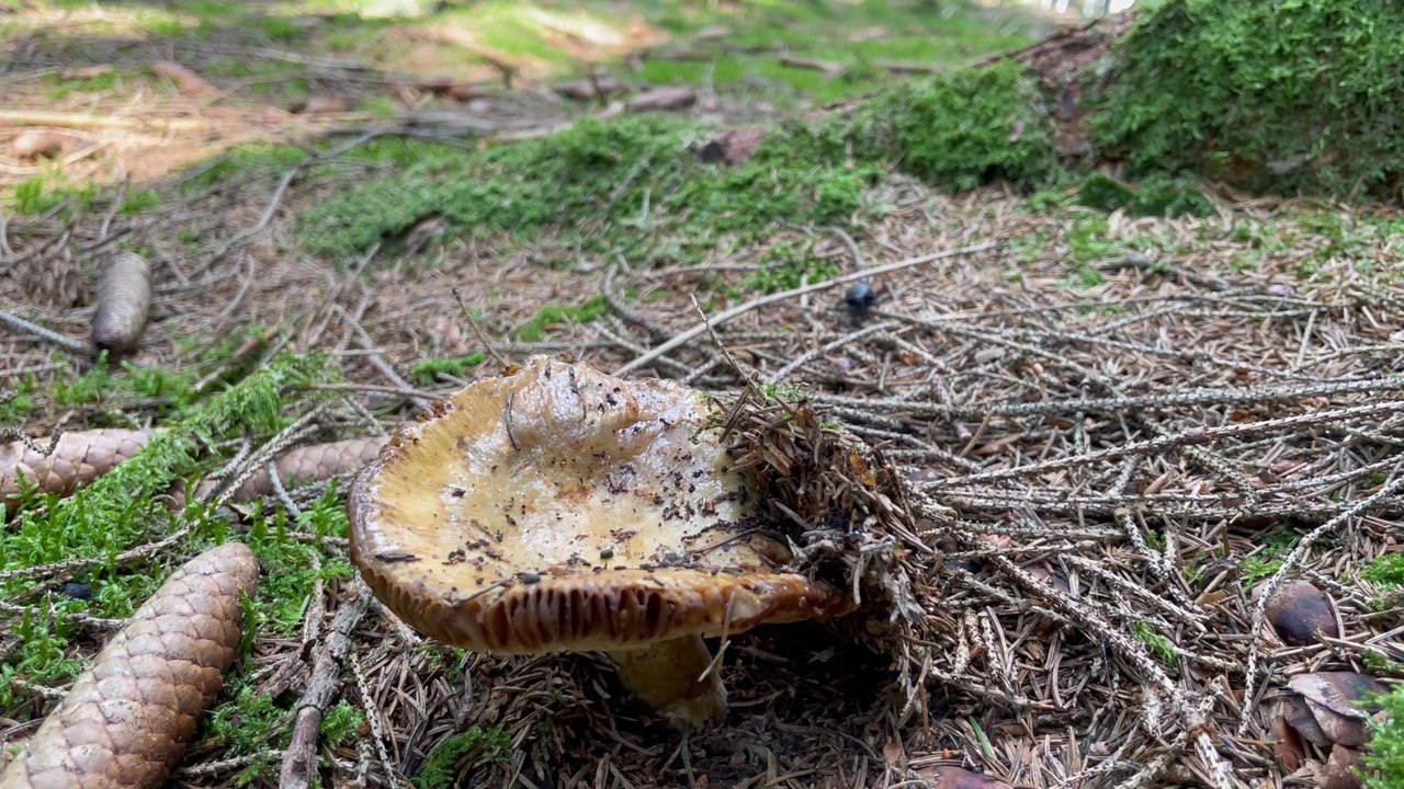 2021, une année à champignons ?