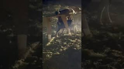 Goat Just Wants to Be Big