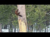 Pine Marten Chases Red Squirrel