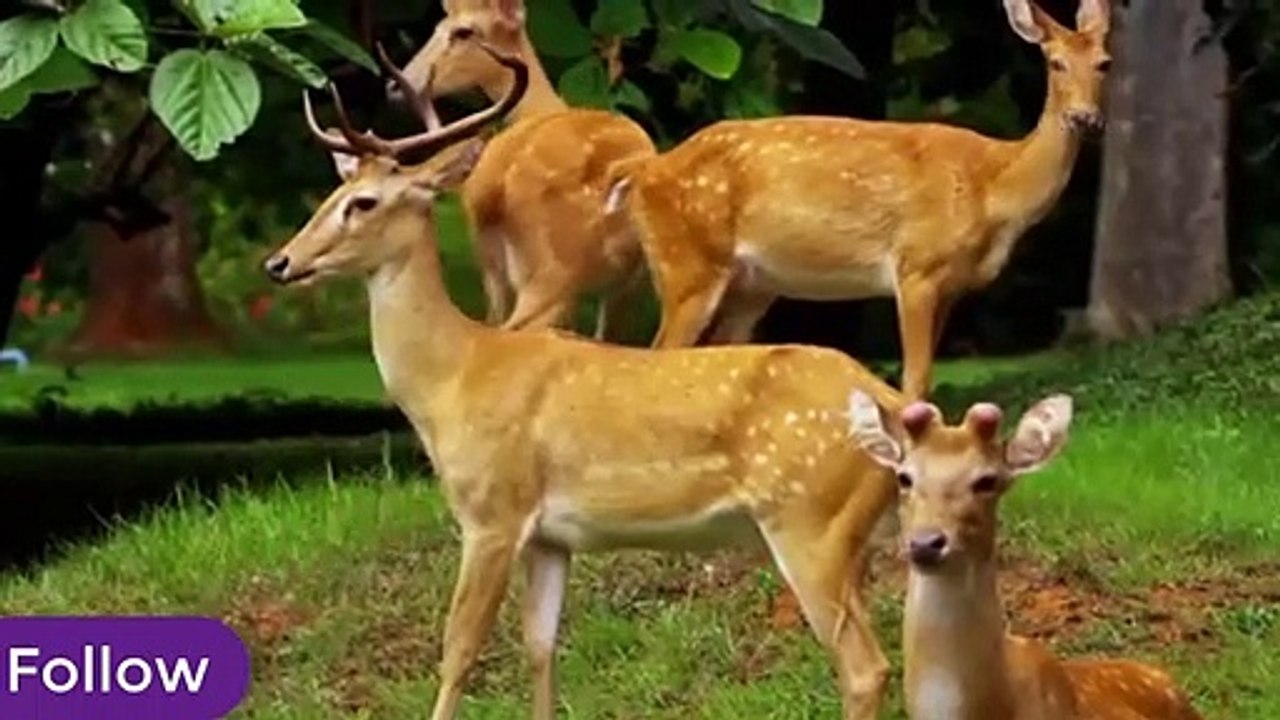 ANIMALS THAT YOU DIDN'T KNOW COULD SPEAK **INSANE beutifull video