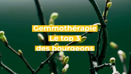 Gemmothérapie : le top 3 des bourgeons