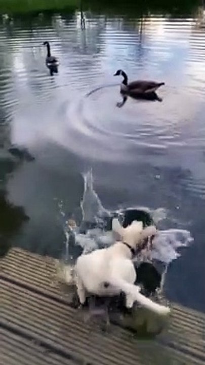 Oh my god my puppy fell down 