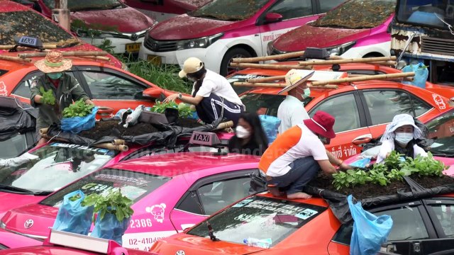 Des taxis de Bangkok convertis en potagers, faute de clients