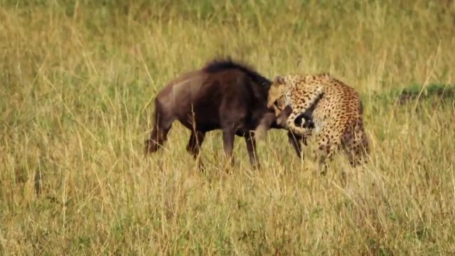 Çitalar Afrika'nın En Hızlı Avcıları Belgesel