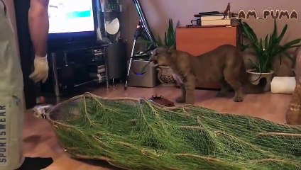 Messi's First Christmas Tree