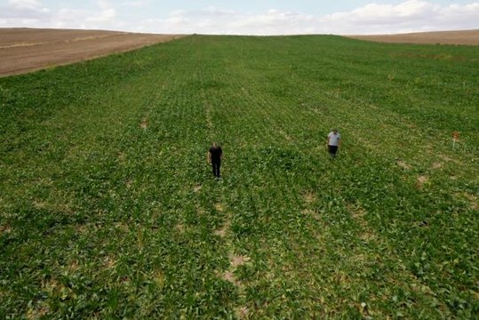KAHRAMANMARAŞ - Şeker pancar üreticileri açıklanan fiyattan memnun