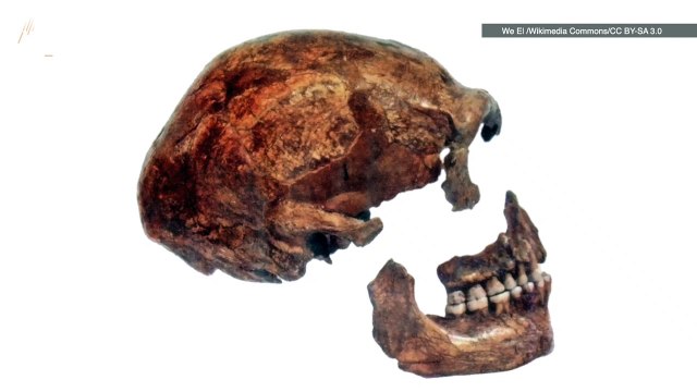 These Neanderthal Bones Are Thousands of Years Older Than Scientists Previously Thought