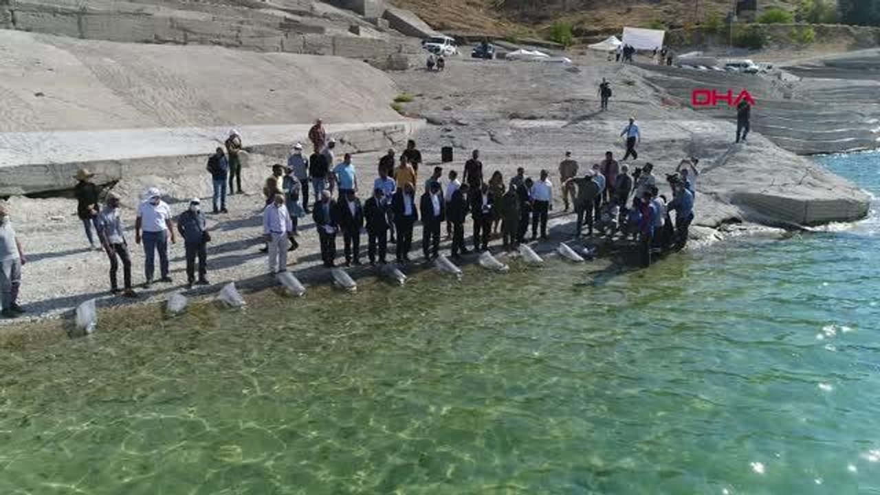KEBAN BARAJ GÖLÜNE 200 BİN YAVRU SAZAN BIRAKILDI