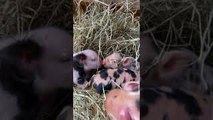 Day Old Piglets Cuddle and Kiss