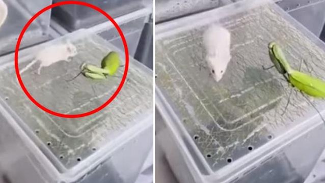 Kafes üstünde kanlı kapışma! Peygamber devesi, fareyi tek hamlede yuttu