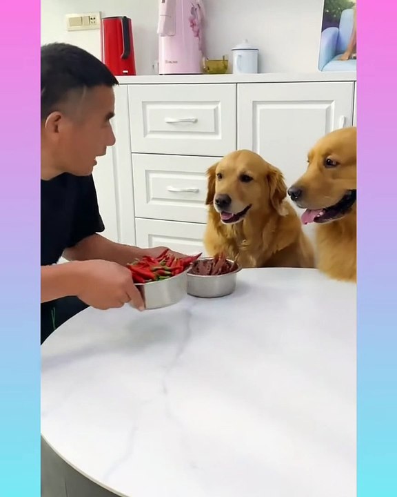_hearts_️_dog2_Smart Dog Video 2021 __51__ - short ( 1360 X 1088 )