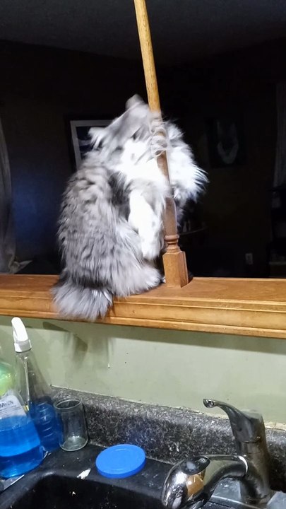 Cat Shows Off Dance Moves