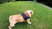 Cute pets and funny animal compilations, funny, cute pets, nice videos_Funniest Animals - Best Of The 2021 Funny Animal Videos It's time to Laughing with Dog  Funny Dog Videos 2021