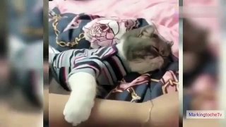 Funny Animal Videos-The most interesting animals in 2021, funny, cute pets, nice videos_Super Funny Dog Videos #97- Funniest Animals - Best Of The 2021 Funny Animal Videos