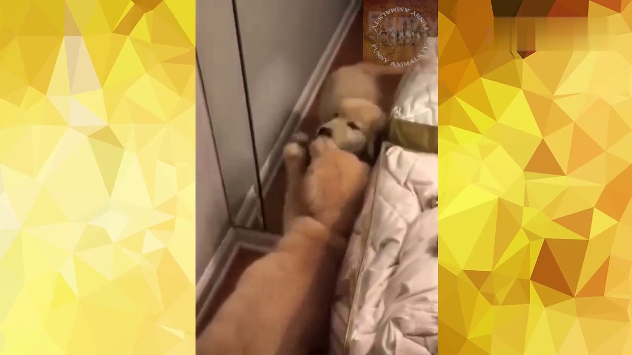 Try not to laugh-funny animal videos, funny, cute pets, nice videos_ESSAYEZ DE NE PAS RIRE ! Animaux Drôles - Vidéos Drôles 2021