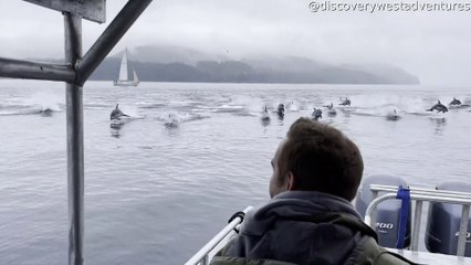 150 Dolphins Charge Past Boat Fleeing Orca Hunt