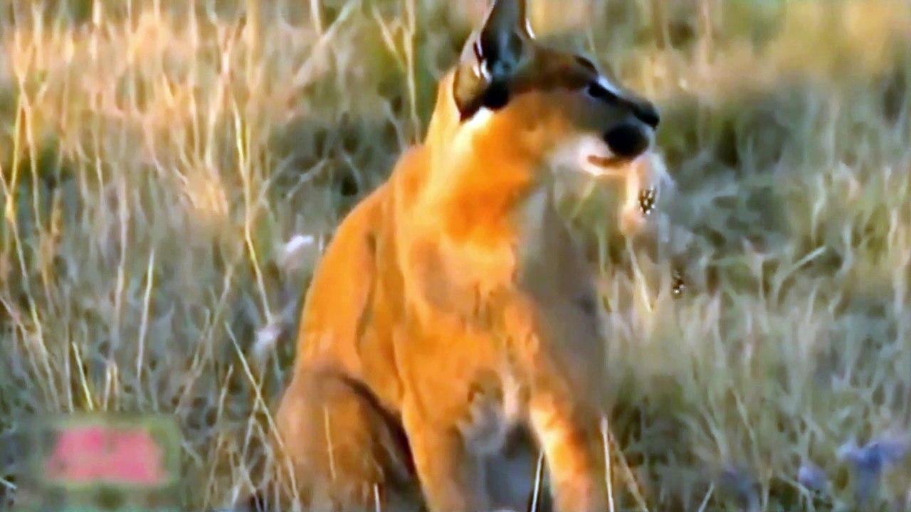 Watch .. the most dangerous attacks of predators on birds