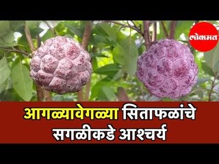 Custard Apple | जांभळ्या व गुलाबी कलरची सिताफळ | संपूर्ण परिसरात आश्चर्य | Akola