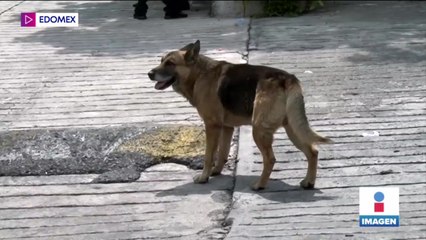 Familias se apartan de sus mascotas tras derrumbe en el Chiquihuite