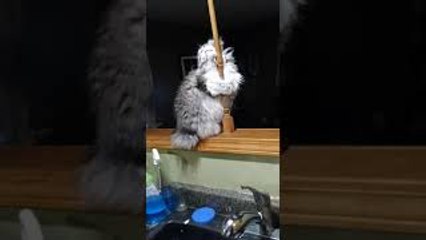Cat Shows Off Dance Moves