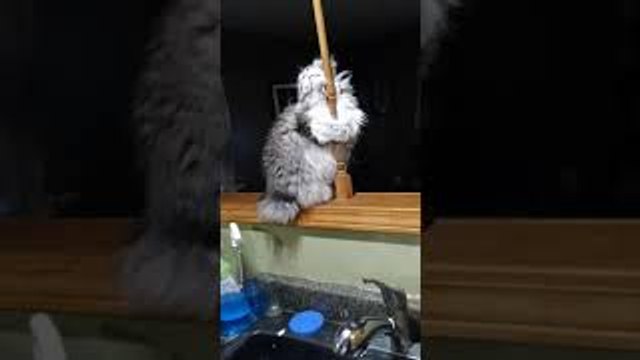 Cat Shows Off Dance Moves