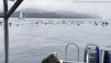 150 Dolphins Charge Past Boat Fleeing Orca Hunt