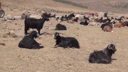 Hayvan yetiştiricileri kuraklık nedeniyle sıkıntı yaşıyor
