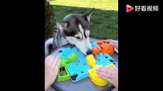 The funniest animal videos of 2021-the cutest animal  Funniest  Dogs and  Cats - Awesome Funny Pet Animals Videos
