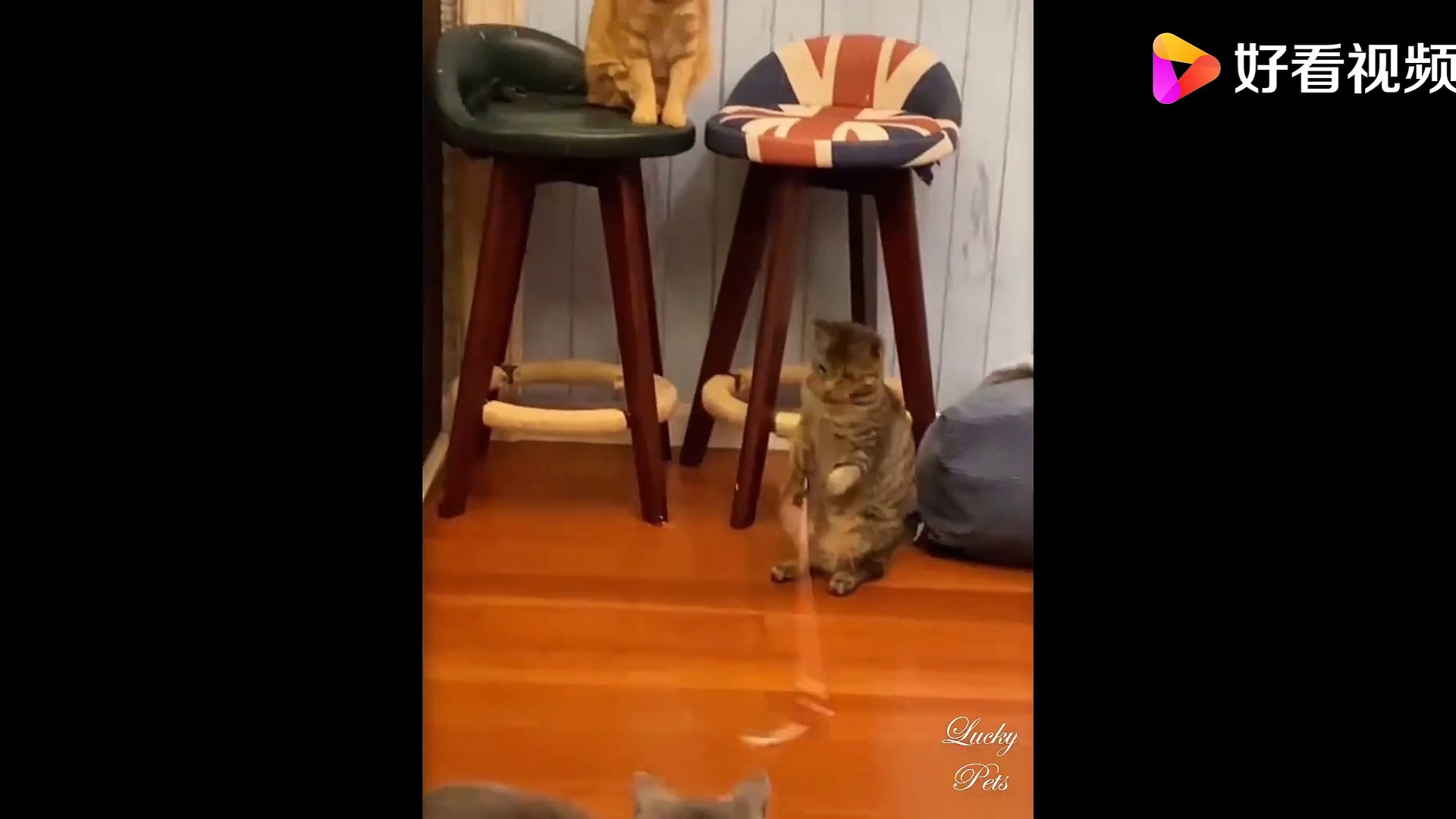 ⁣Super cute pets! Cute animals and funny pets video compilation, funny, cute pets, nice videos Funnie