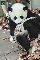 Animais - Mundo animal