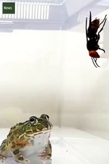 Animais - Mundo animal