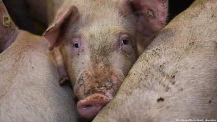 下载视频: German pork glut threatens farmers