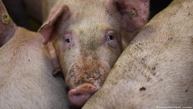 German pork glut threatens farmers