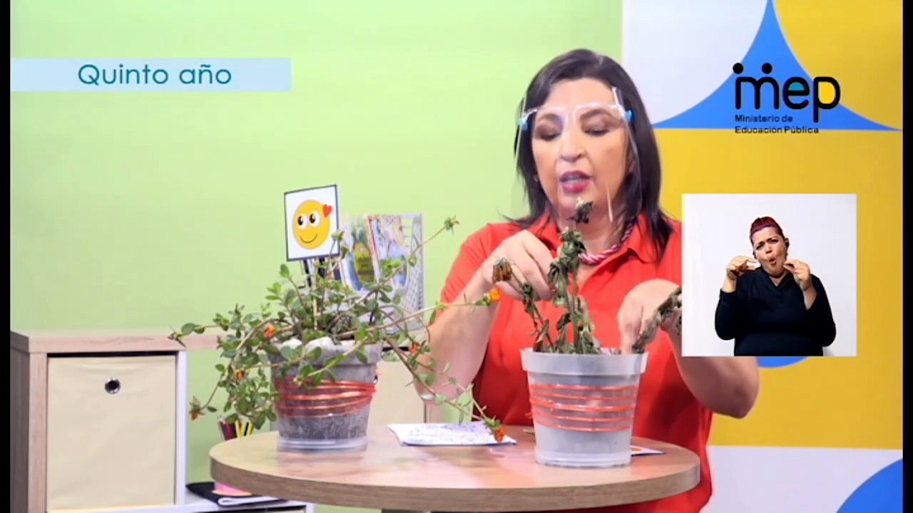 #AprendoEnCasa Ciencias: Proceso de fotosíntesis: concepto e importancia (Quinto Año - Primaria)