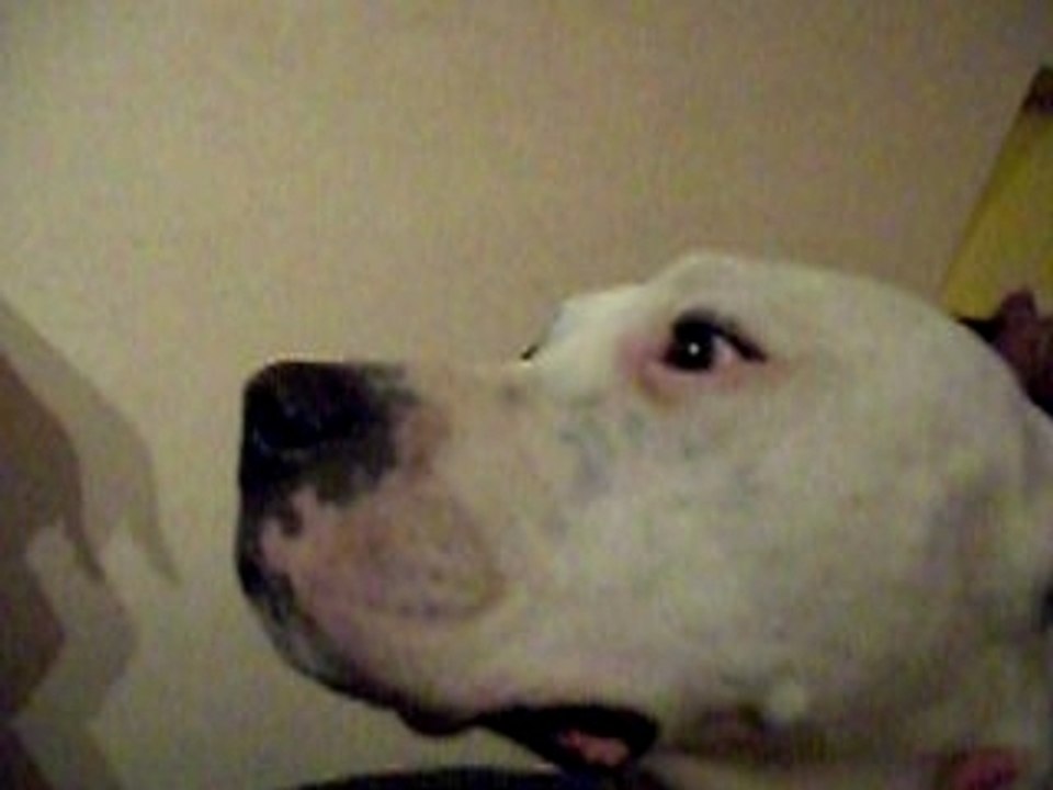 Trakken, dogue argentin chanteur