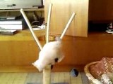 chaton siamois joue avec des ponpon