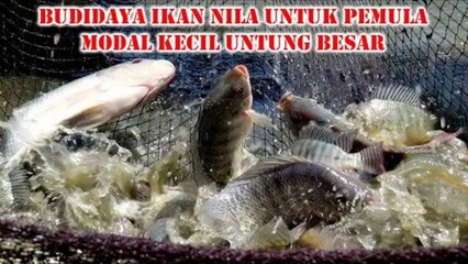 下载视频: 100% Sukses,begini cara budidaya ikan nila dengan benar...Auto panen banyak