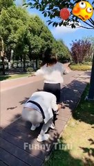 New Funny Videos 2021 - TOP People Doing Funny & Stupid Things #17