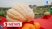600-kg pumpkin, 100-kg watermelon displayed at agricultural expo in Changchun