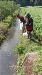 Viral Aksi Cowok Lepas Ratusan Ikan Koi ke Parit